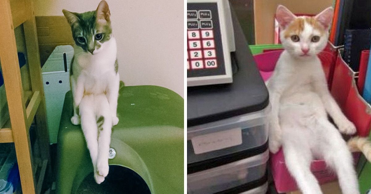 23 Animales que han dominado el arte de sentarse