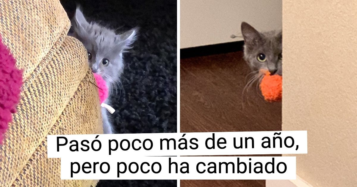 20+ Mascotas que han crecido, pero siguen siendo cachorros de alma