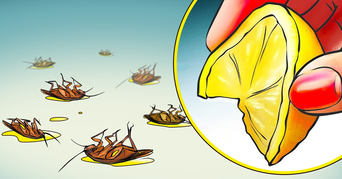 11 Formas naturales para deshacerse de las cucarachas por siempre