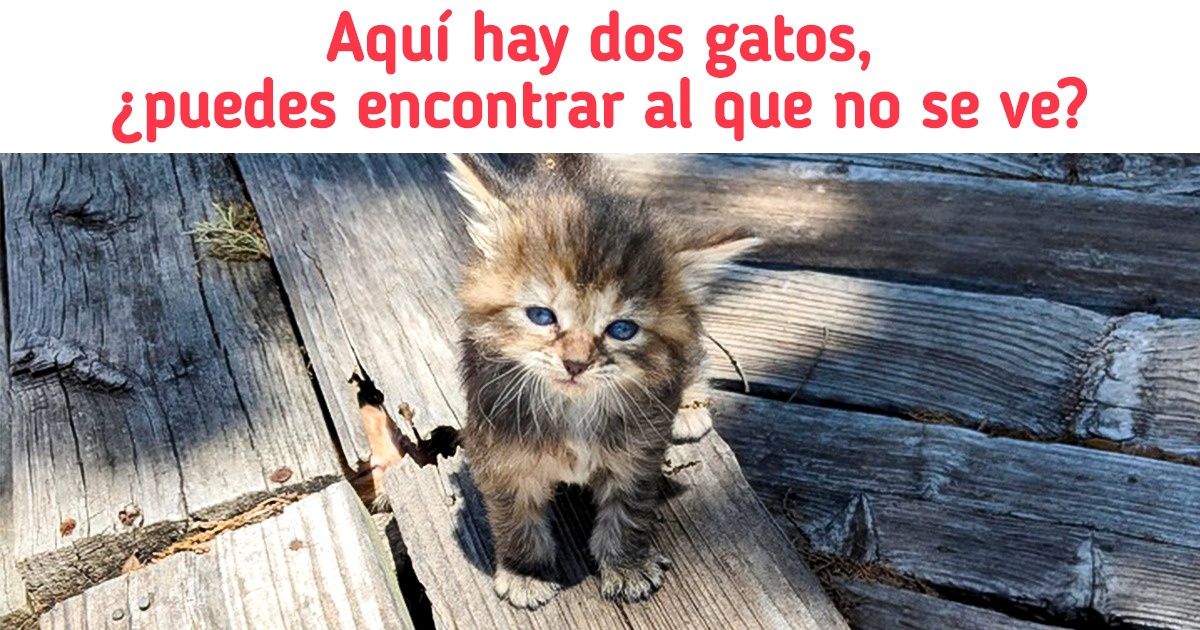 20+ Fotos con gatos expertos en el arte del camuflaje que pondrán a prueba tu poder de observación 20+ Fotos con gatos expertos en el arte del camuflaje que pondrán a prueba tu poder de observación