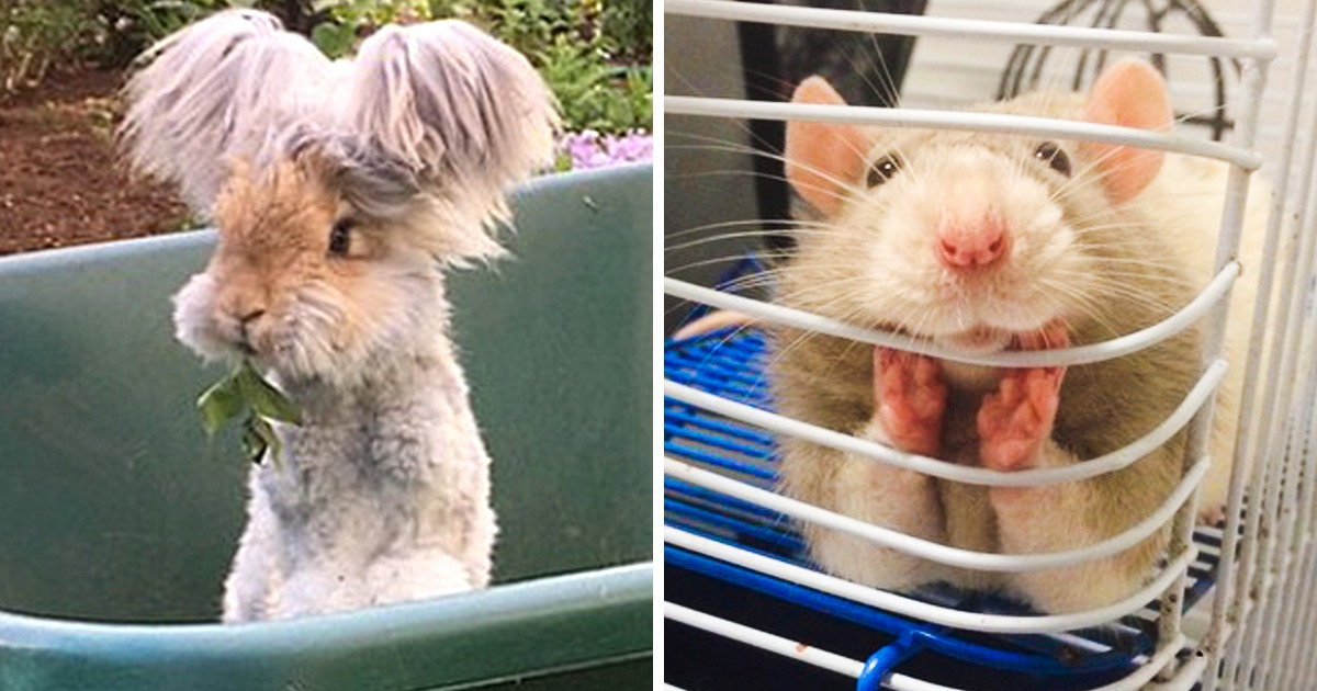 17 Fotos de animales tan tiernos y adorables que nos hicieron suspirar