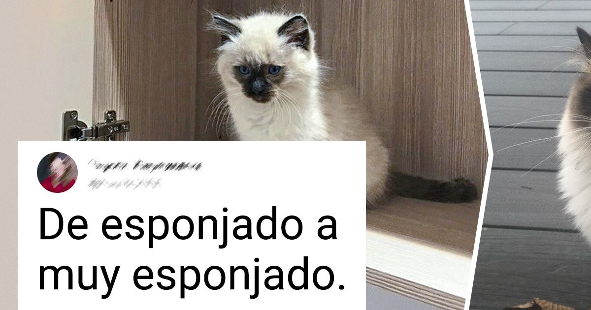 18 Gatitos demuestran que el paso del tiempo aumenta gradualmente su belleza 18 Gatitos demuestran que el paso del tiempo aumenta gradualmente su belleza