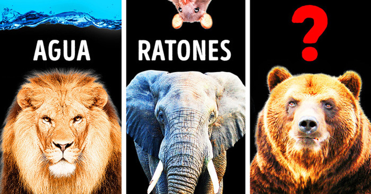 4 Animales con miedo a cosas inesperadas