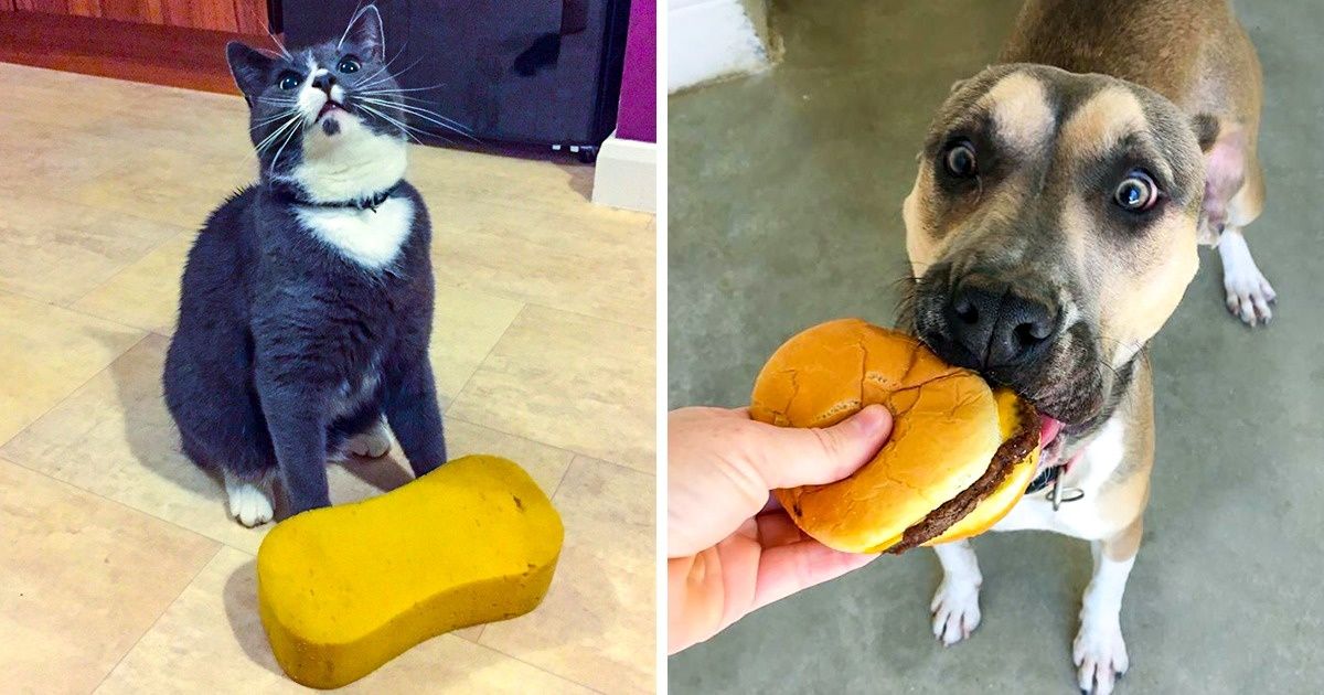 Usuarios comparten en la red fotos emocionales de sus mascotas que se volvieron locas con sus regalos