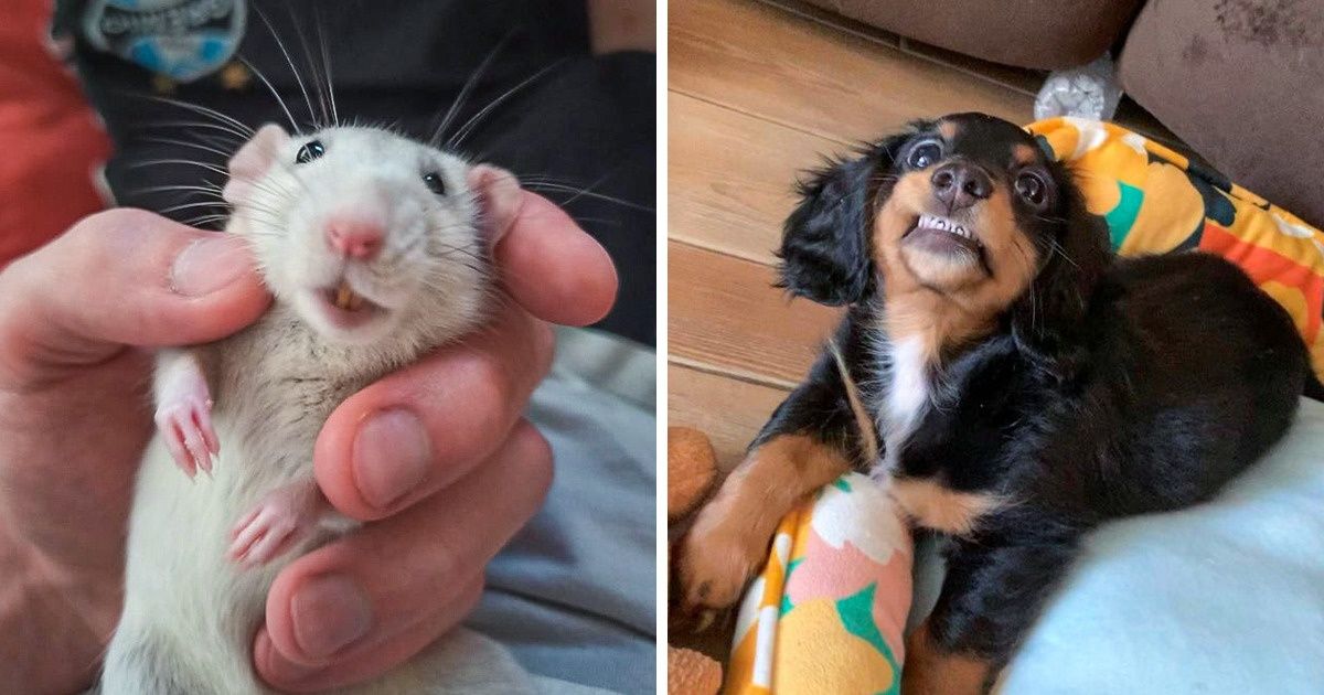 20 Animales que sonrieron frente a la cámara e hicieron nuestro día un poco más amable