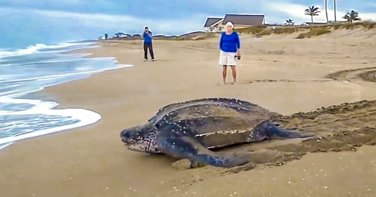 20 Cosas extrañas que se han encontrado en las playas