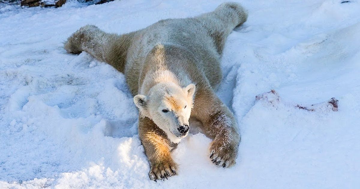 Los osos polares del zoológico de San Diego vieron la nieve por primera vez, y su reacción no tiene precio Los osos polares del zoológico de San Diego vieron la nieve por primera vez, y su reacción no tiene precio