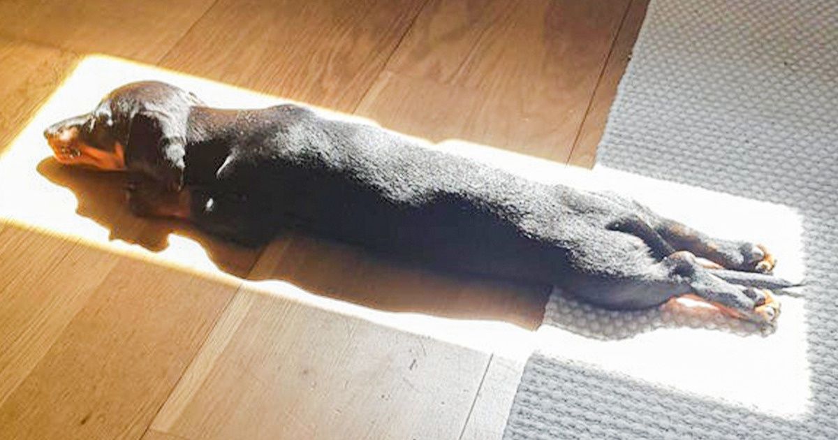 20+ Mascotas capturadas en modo zen mientras tomaban un poco de sol (nueva selección) 20+ Mascotas capturadas en modo zen mientras tomaban un poco de sol (nueva selección)