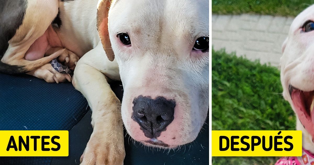 20+ Perros felices luego de encontrar un hogar lleno de amor para el resto de sus vidas 20+ Perros felices luego de encontrar un hogar lleno de amor para el resto de sus vidas
