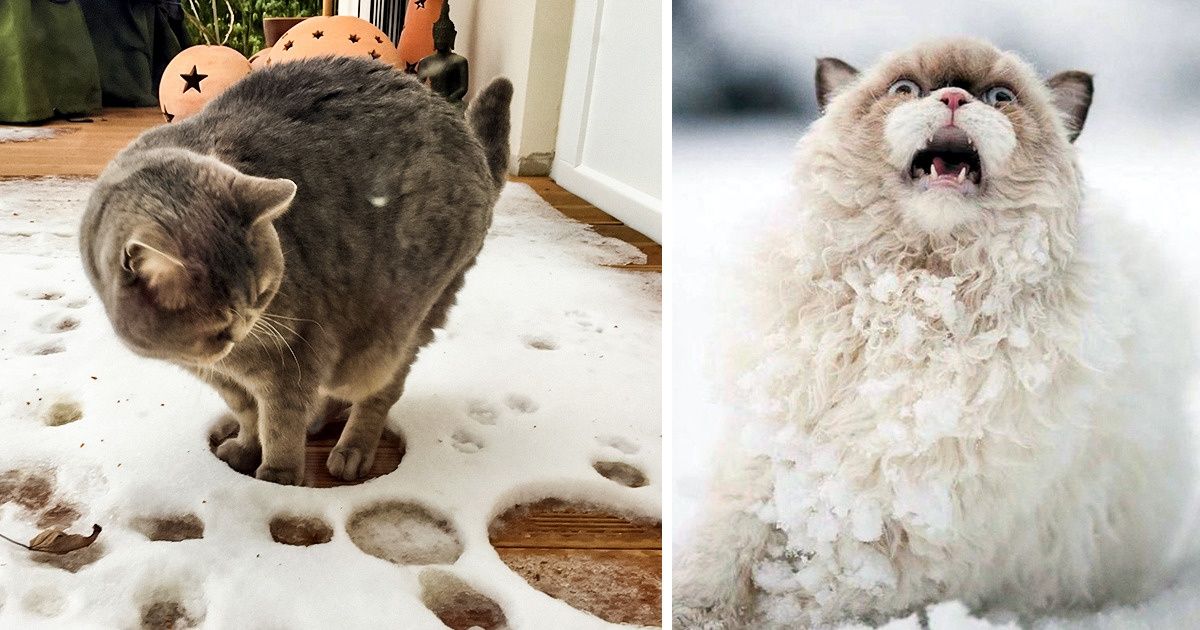 20+ Fotos que demuestran que los gatos y la nieve no están hechos el uno para el otro