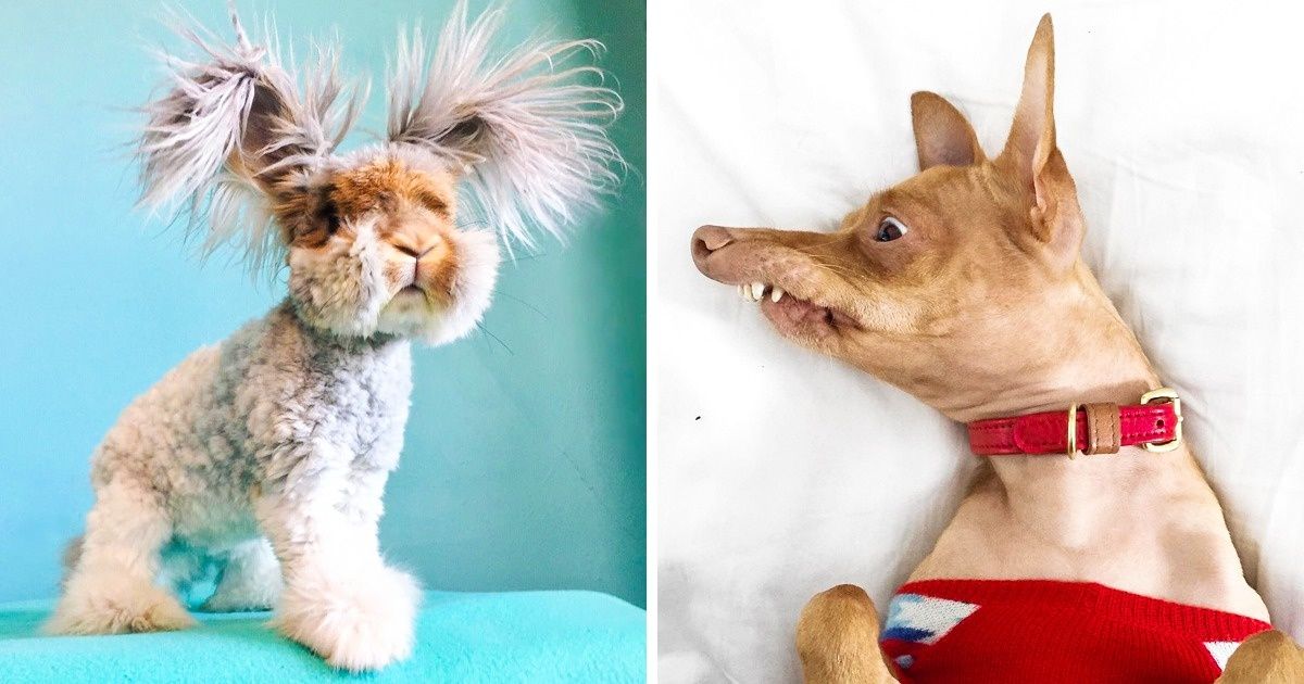 10 Animales muy populares en Instagram que querrás seguir. Y no son gatitos