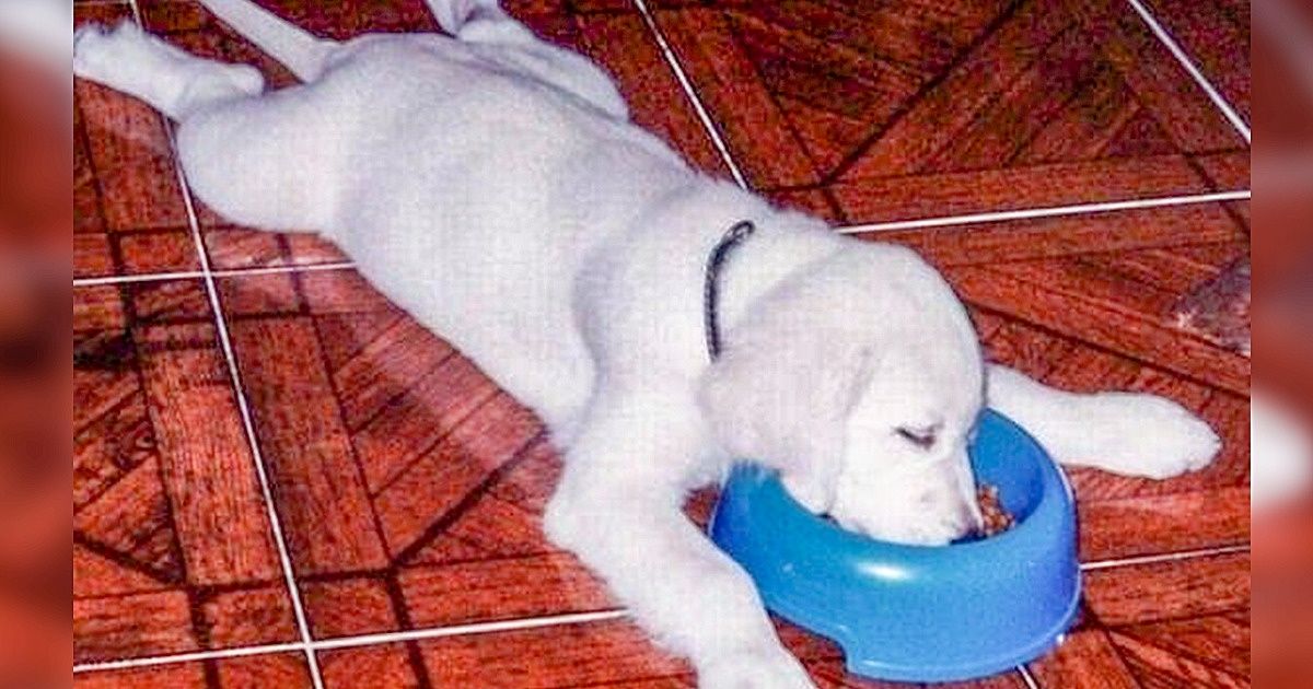 18 Perros que son como nosotros cada lunes 18 Perros que son como nosotros cada lunes