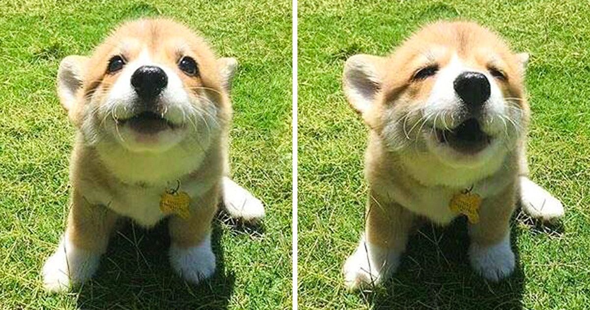 19 Perros que saben mirar de una forma 5 veces más expresiva que el gato de Shrek