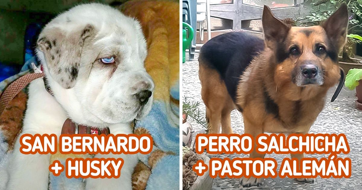 17 Perros mestizos cuya belleza es capaz de opacar a la de sus hermanos de raza pura