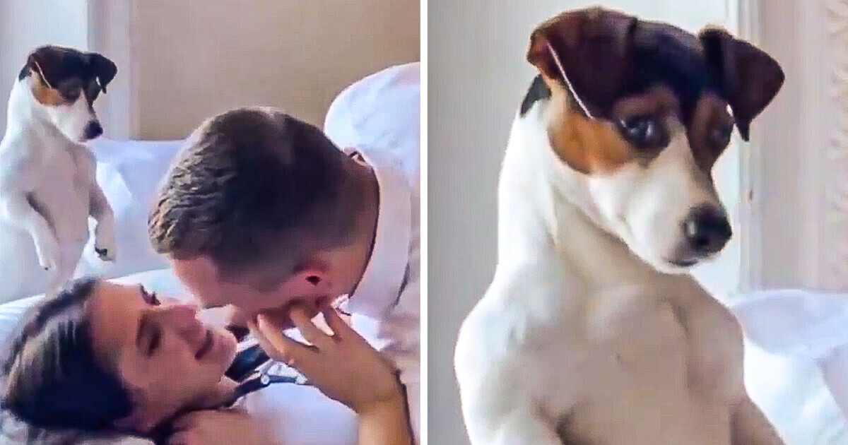 20+ Veces que las mascotas dijeron “tú eres mi humano y de nadie más”