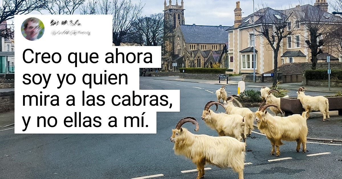 Unas cabras se “apoderaron” de un pueblo galés, dejando a sus habitantes boquiabiertos Unas cabras se “apoderaron” de un pueblo galés, dejando a sus habitantes boquiabiertos