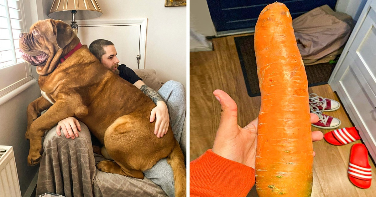 20 Objetos y animales tan gigantescos que nos hacen sentir que vivimos en un mundo de hormiguitas