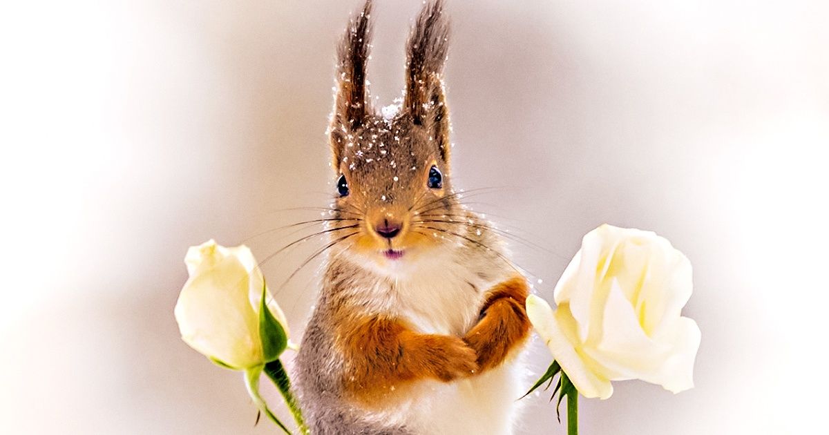 15 Cosas curiosas que probablemente no sabías sobre las ardillas 15 Cosas curiosas que probablemente no sabías sobre las ardillas