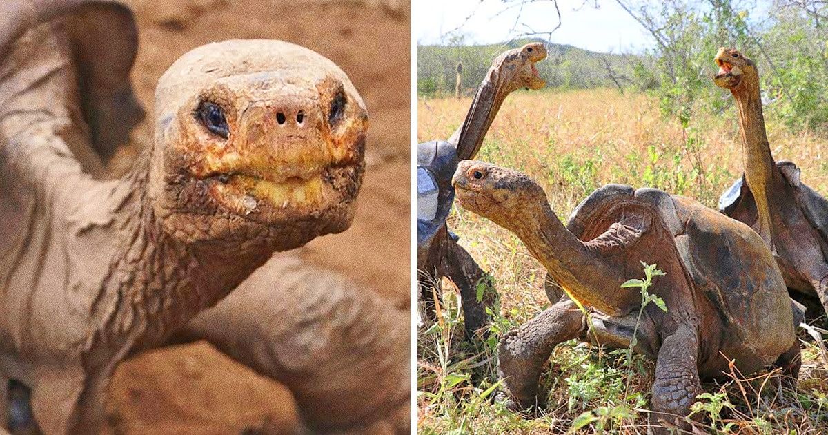 Diego, la tortuga que salvó a su especie de la extinción, regresó a su casa después de 80 años Diego, la tortuga que salvó a su especie de la extinción, regresó a su casa después de 80 años