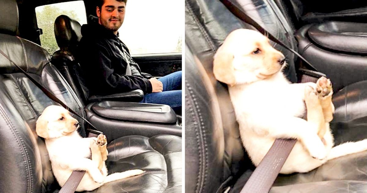 27 Fotos de gatos y perros que te harán olvidar de todos los problemas