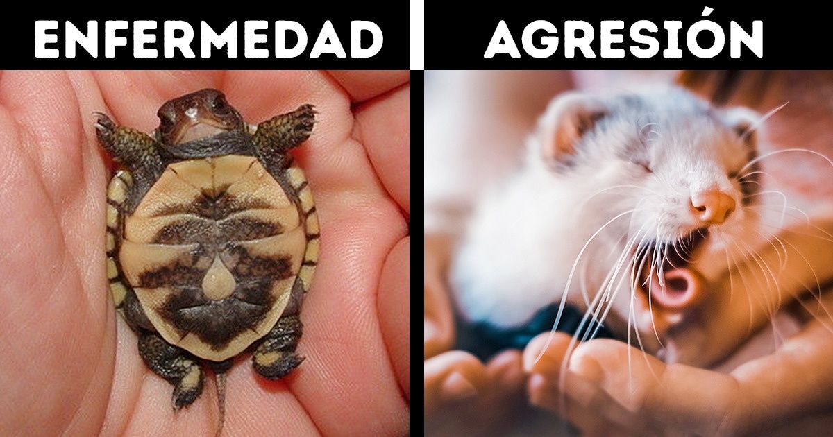 13 Mascotas que pueden ser sorprendentemente peligrosas para los niños