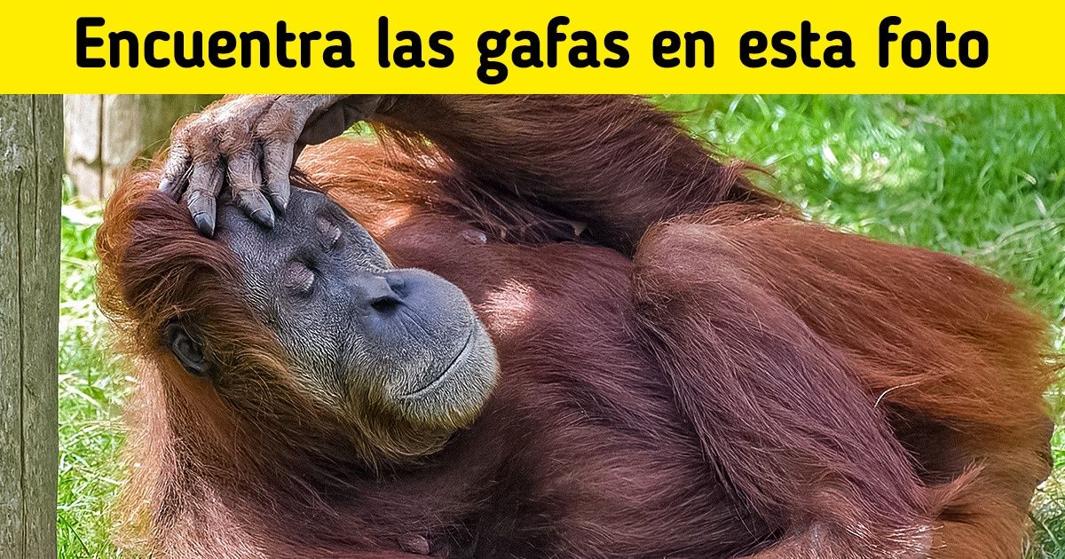 Test: Mejora tu agudeza visual encontrando los objetos escondidos en cada imagen (nueva selección)
