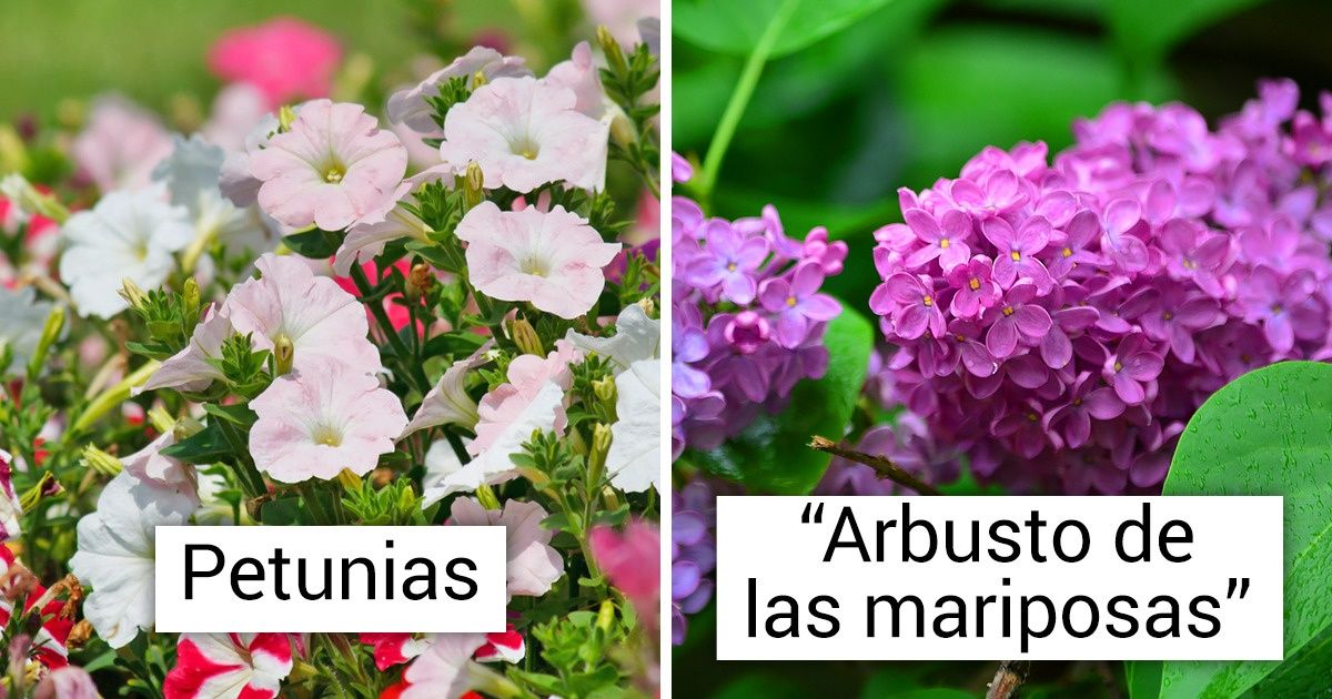 12 Clases de flores para tu jardín con las que atraerás a los colibríes 12 Clases de flores para tu jardín con las que atraerás a los colibríes