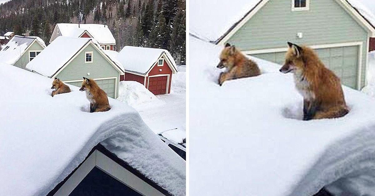 18 Cosas que las personas encontraron accidentalmente en lugares inesperados