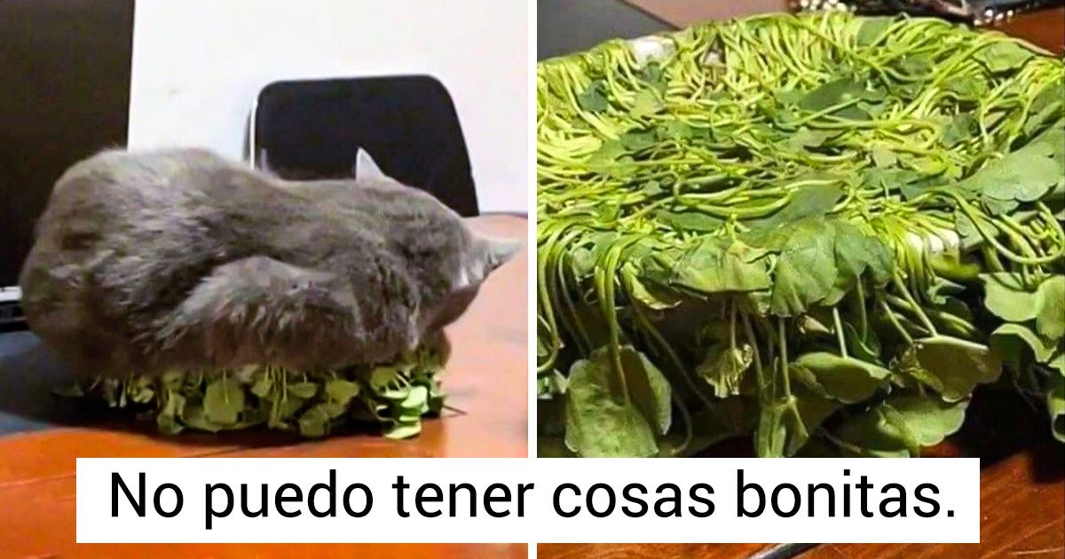 20 Mascotas captadas en el momento exacto en el que hacían algo indebido (y sin mostrar remordimiento)