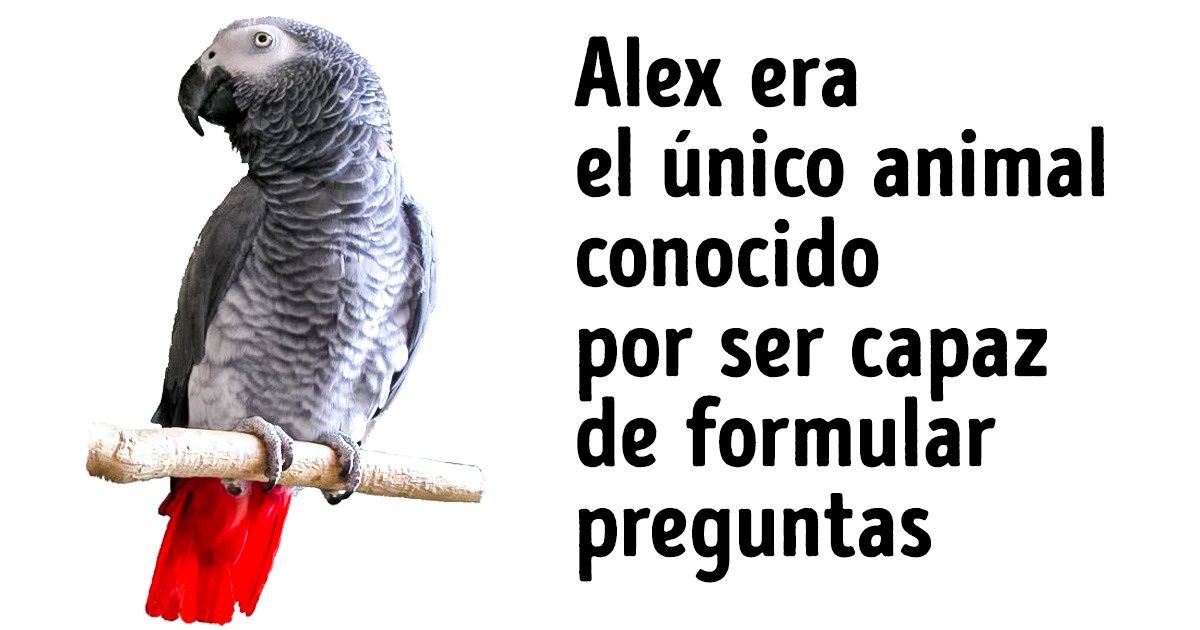 ¿Por qué los loros son tan inteligentes? Los científicos por fin encontraron la respuesta ¿Por qué los loros son tan inteligentes? Los científicos por fin encontraron la respuesta