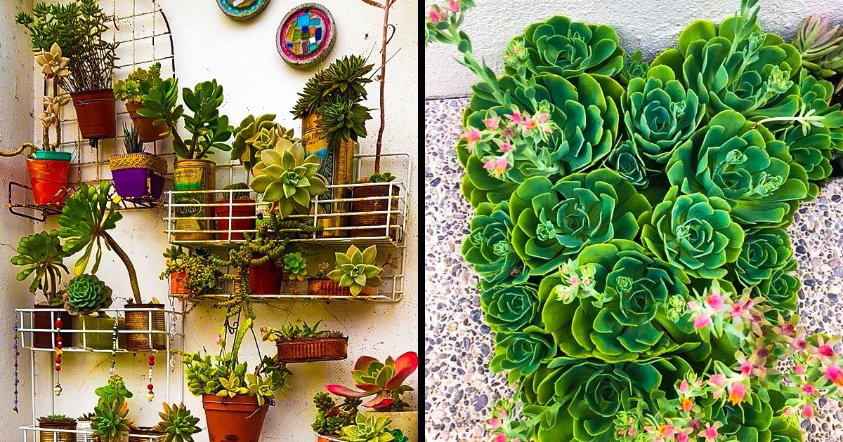 30 Usuarios de Genial compartieron con orgullo fotos de las plantas y jardines que hay en sus hogares