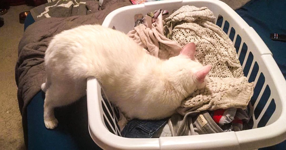 15 Gatos que hicieron de la lavandería de ropa su propio hábitat 15 Gatos que hicieron de la lavandería de ropa su propio hábitat