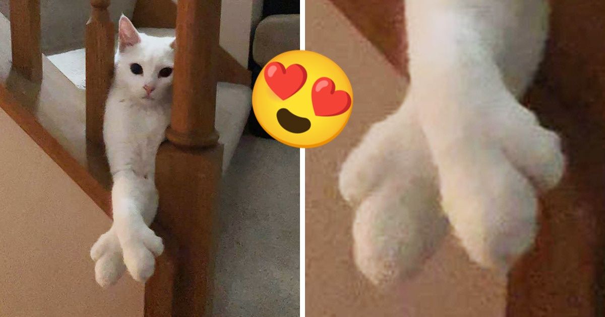 21 Personas mostraron los rasgos o comportamientos de sus mascotas que las dejan con la boca abierta 21 Personas mostraron los rasgos o comportamientos de sus mascotas que las dejan con la boca abierta