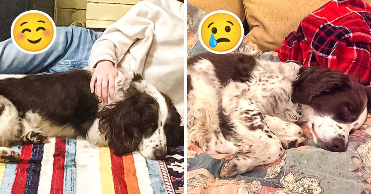 Familia duerme junto a su perro mayor en el sofá de la planta baja porque no le gusta dormir solo Familia duerme junto a su perro mayor en el sofá de la planta baja porque no le gusta dormir solo
