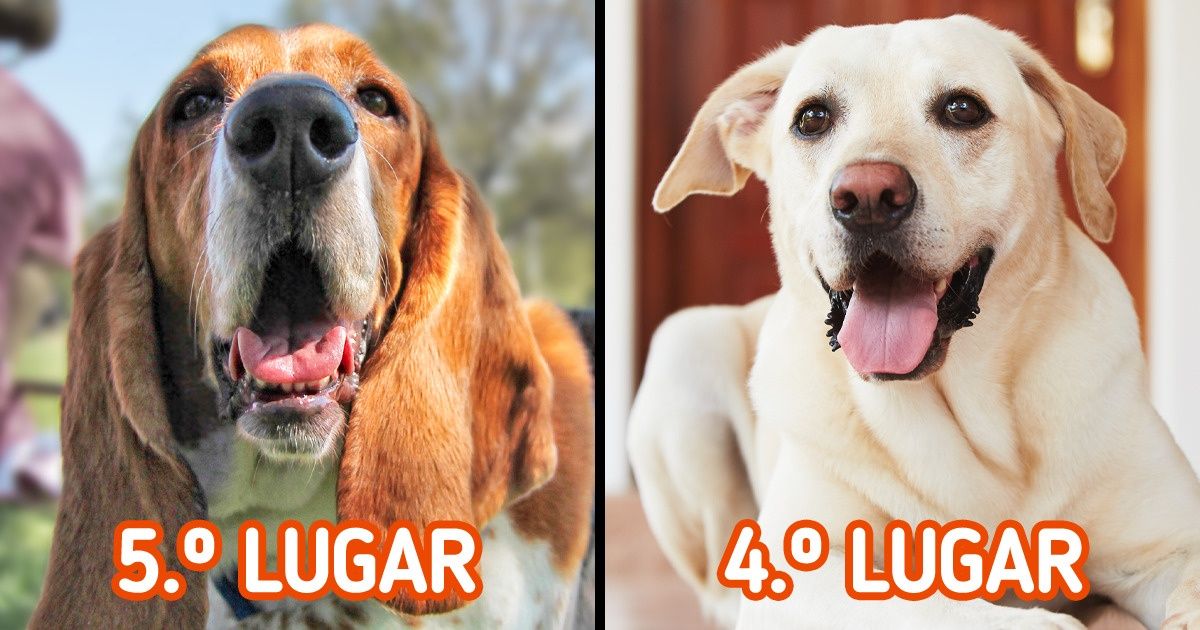 10 Razas de perros que resultaron ser las más hermosas, según la proporción áurea
