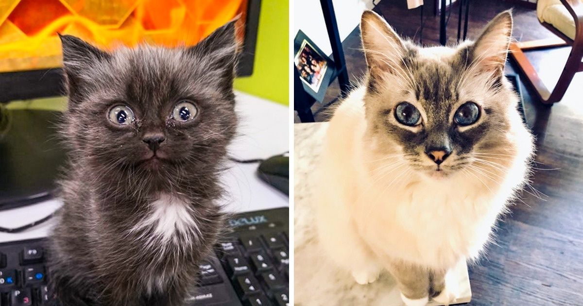 19 Fotos conmovedoras que prueban que el amor entre los animales y las personas es mutuo