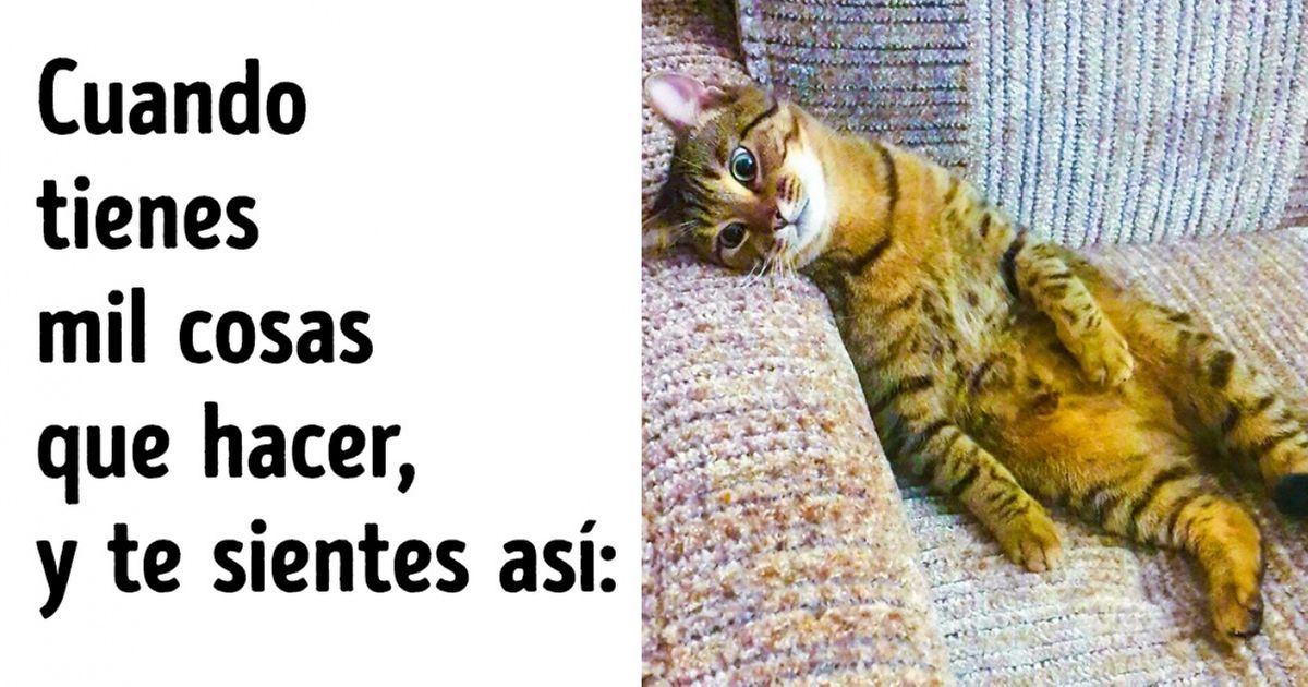 14 Animales carismáticos, entre los cuales seguramente encontrarás a tu alma gemela