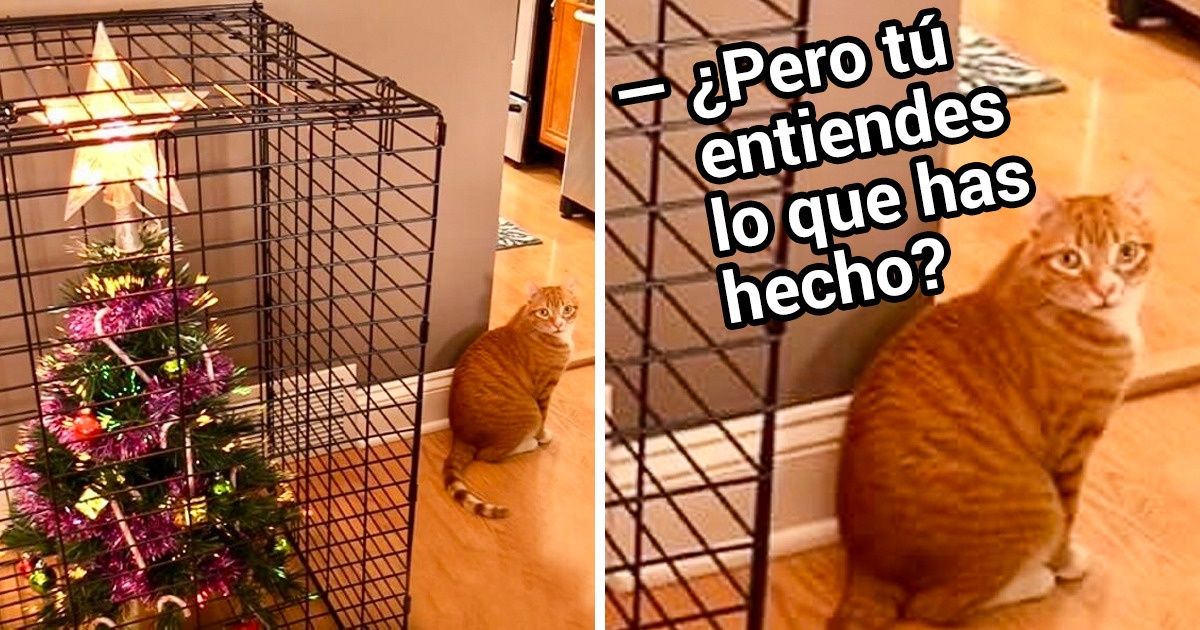 20+ Animales que te ayudan a sentir la Navidad de inmediato