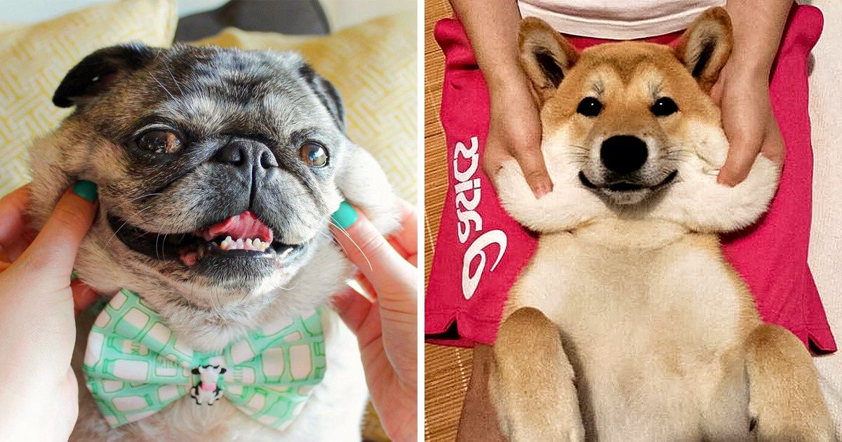 17 Encantadoras mascotas cuyos cachetes dicen a gritos “pellízcame”