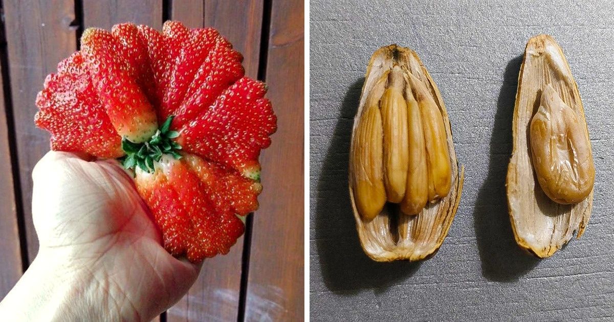 20+ Veces en que la madre naturaleza nos sorprendió al romper las reglas de la normalidad 20+ Veces en que la madre naturaleza nos sorprendió al romper las reglas de la normalidad