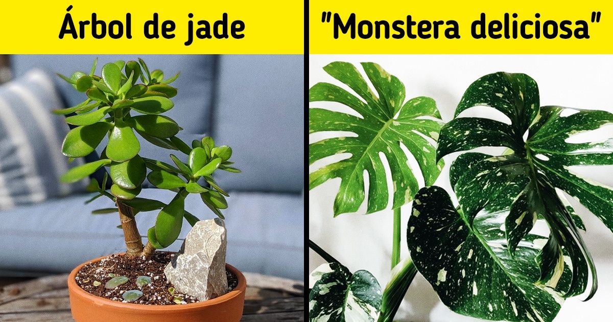 17 Plantas que son fáciles de cuidar y con las que puedes decorar tu hogar (ideales para los que tienen poco tiempo) 17 Plantas que son fáciles de cuidar y con las que puedes decorar tu hogar (ideales para los que tienen poco tiempo)