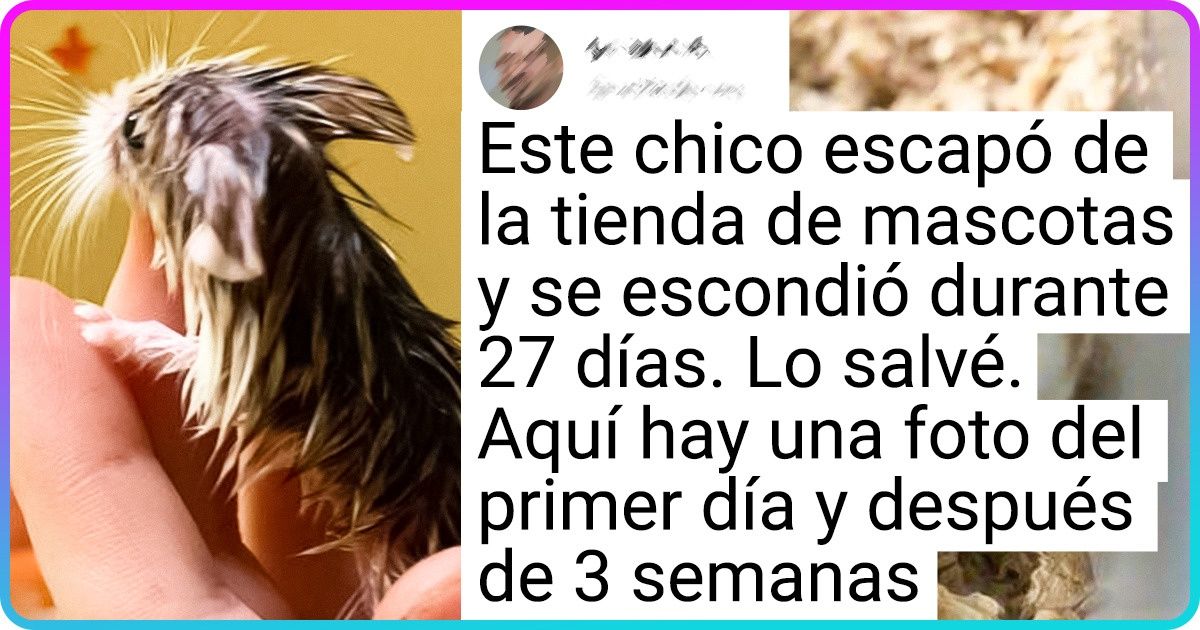 20+ Personas que adoptaron un hámster, y él acaparó toda su vida con sus pequeñas patas 20+ Personas que adoptaron un hámster, y él acaparó toda su vida con sus pequeñas patas