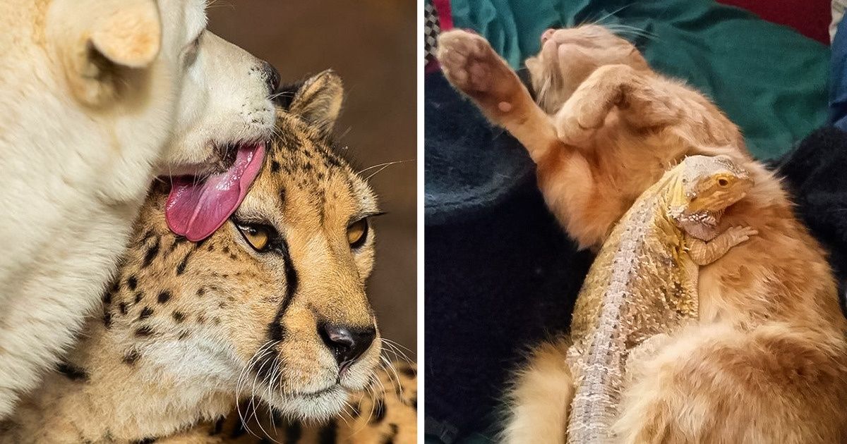 19 Amistades animales que dejan atrás las barreras físicas o biológicas