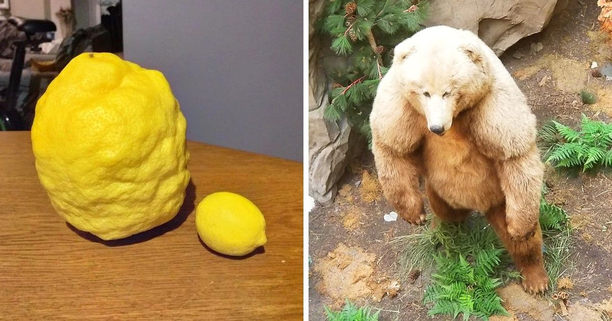 19 Disparates visuales que muestran cuán relativo es el tamaño