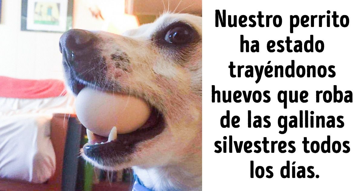 19 Tesoros que mascotas les llevaron a sus dueños, dejándolos asombrados