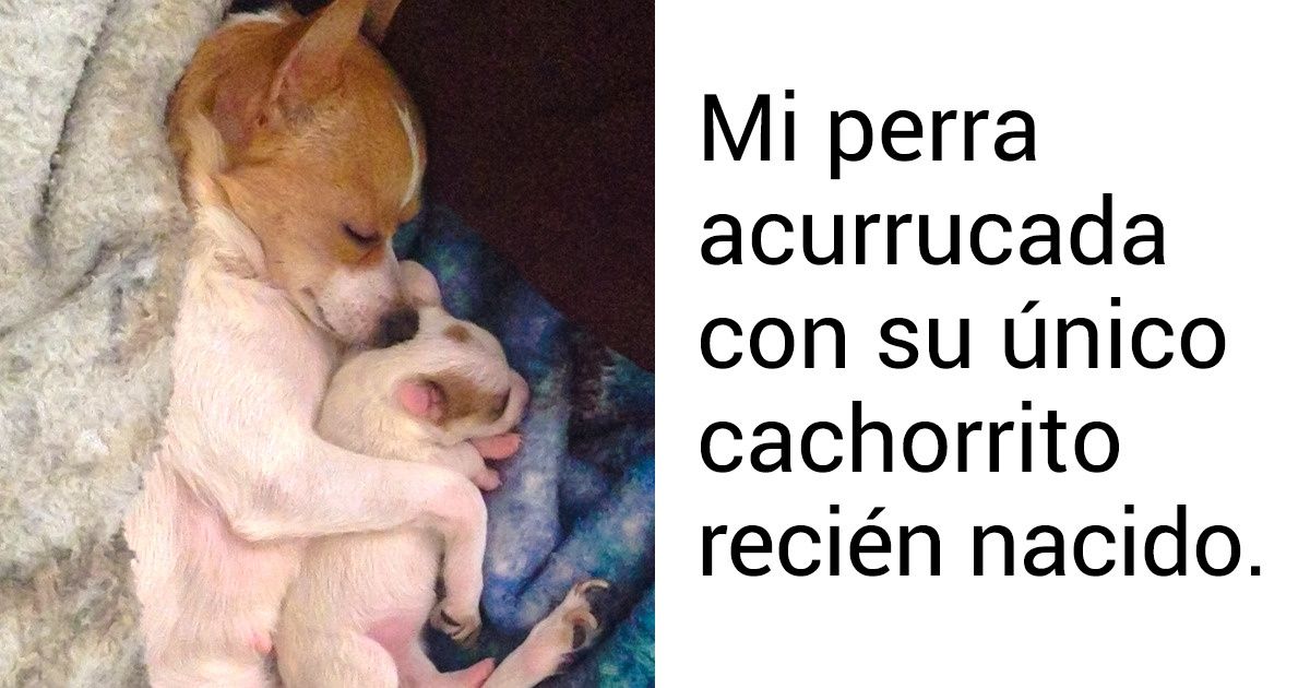 20 Familias de mascotas que son más reconfortantes que un helado en un día caluroso 20 Familias de mascotas que son más reconfortantes que un helado en un día caluroso