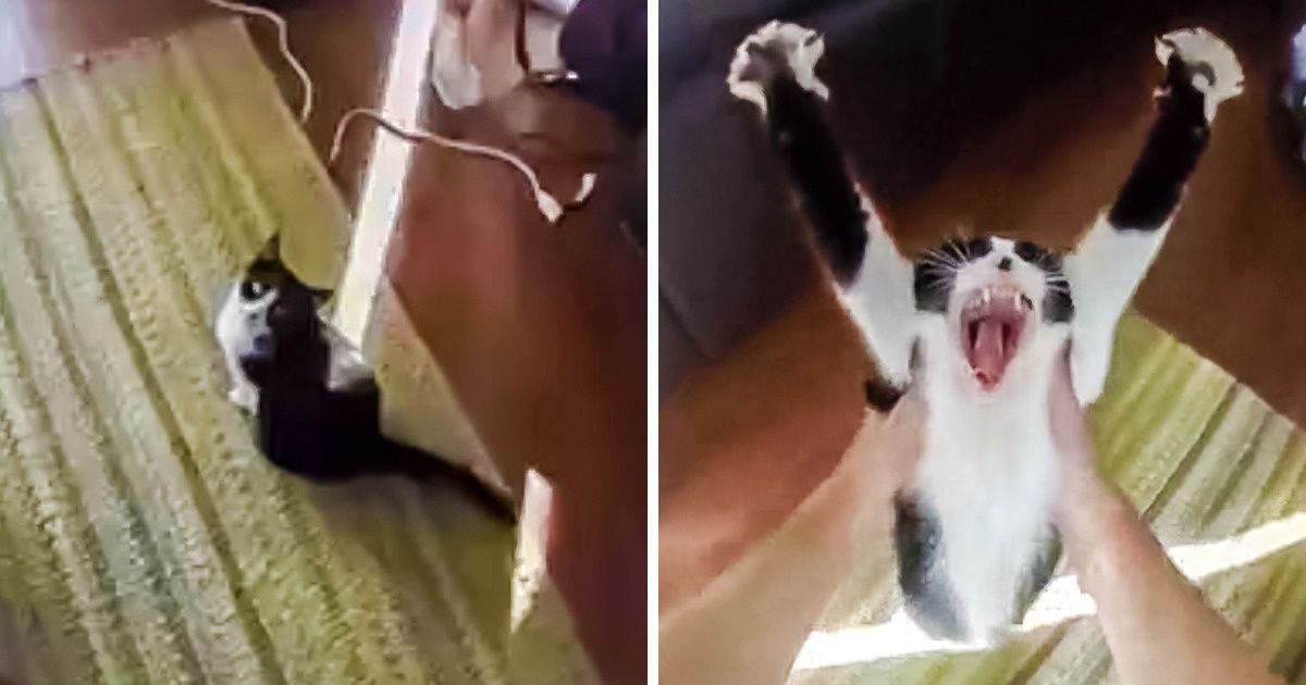 20 Tiernas mascotas que, como mínimo, dibujarán en tu cara una sonrisa de oreja a oreja 20 Tiernas mascotas que, como mínimo, dibujarán en tu cara una sonrisa de oreja a oreja