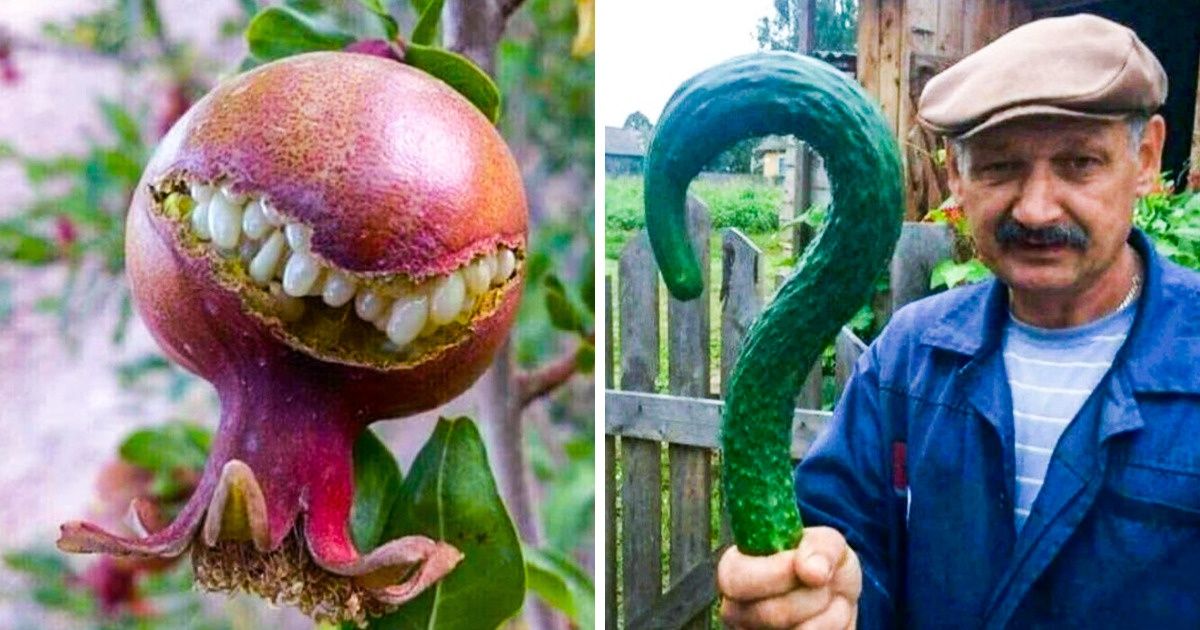 25 Frutas y verduras de formas muy divertidas que nos ha regalado la naturaleza 25 Frutas y verduras de formas muy divertidas que nos ha regalado la naturaleza