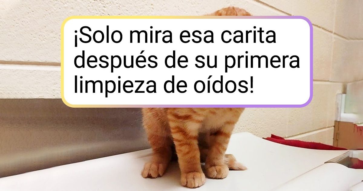 20 Animales que solo fueron a ver al veterinario pero terminaron derritiendo el corazón de todo Internet 20 Animales que solo fueron a ver al veterinario pero terminaron derritiendo el corazón de todo Internet
