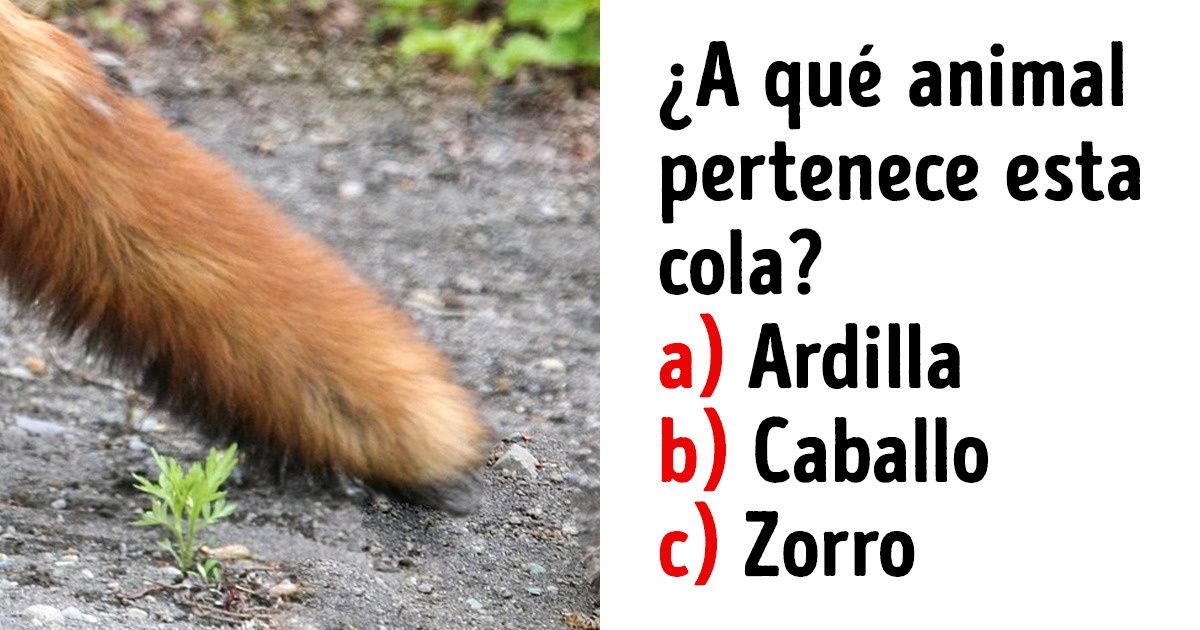 Test: Adivina de qué animal es cada cola